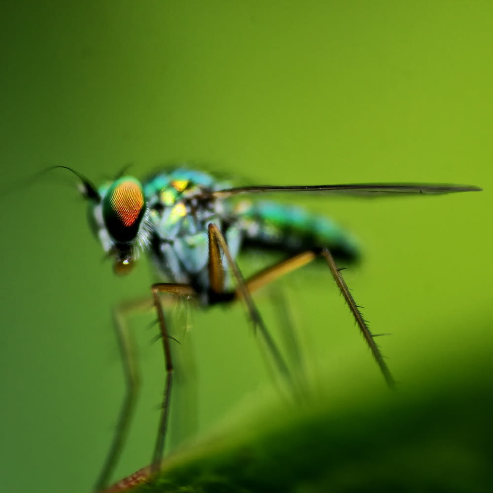 libellula verde