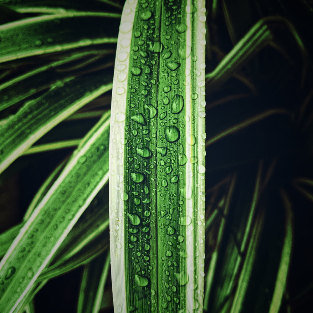 corn plant with water dew