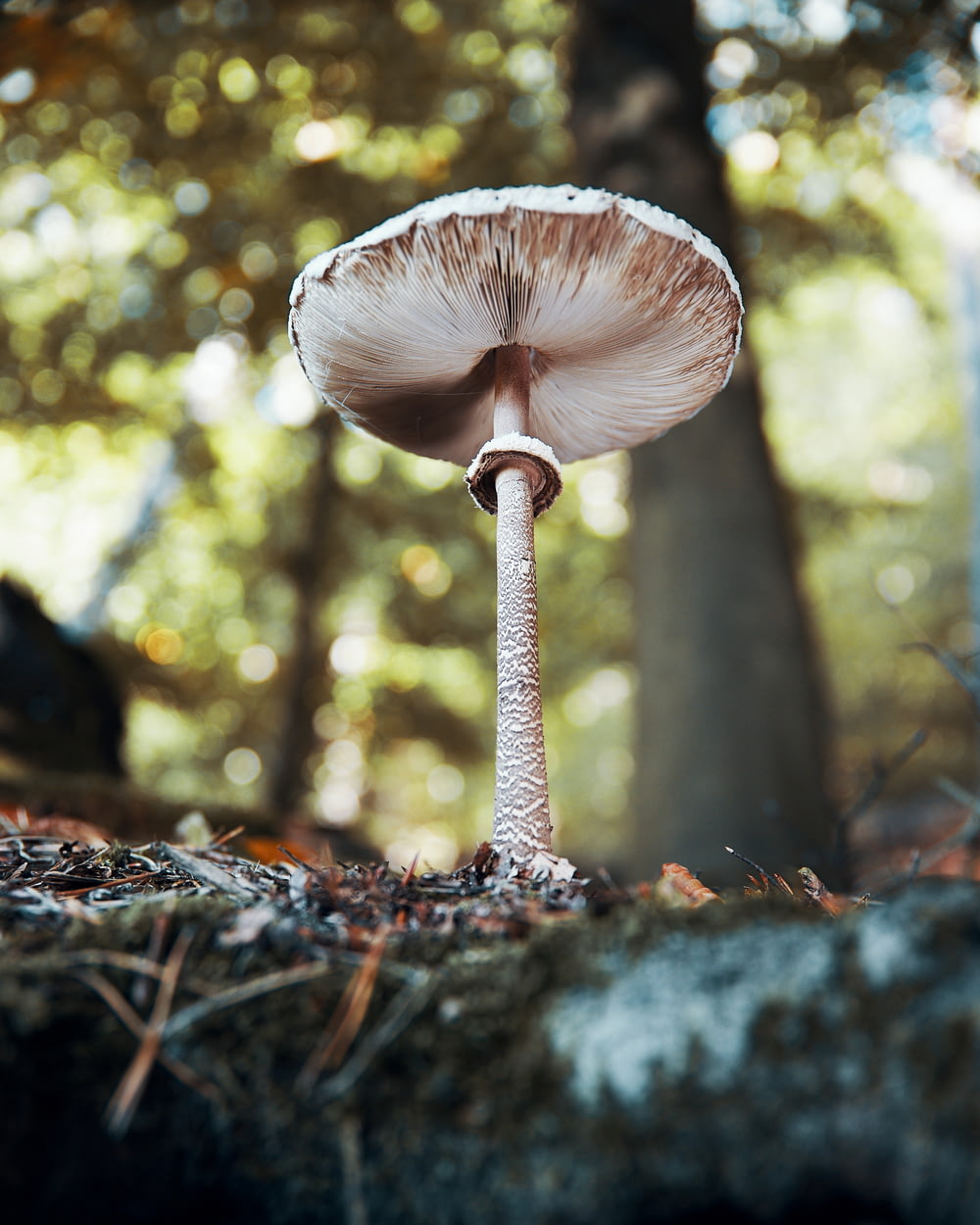 macro photography of brown and white mushroom