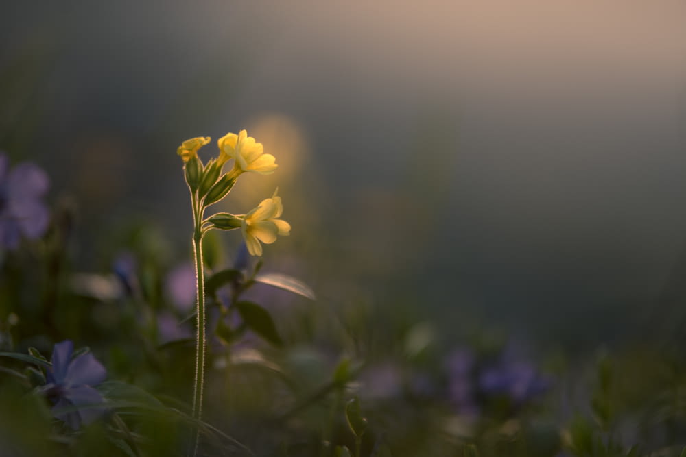 fiore petalo giallo