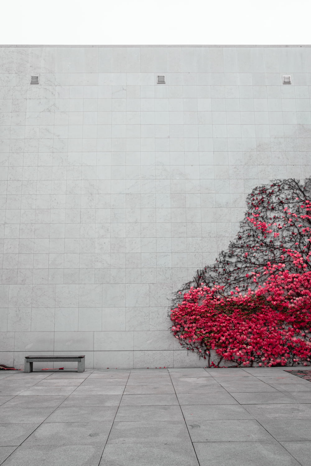 a bench sitting in front of a wall with red flowers on it