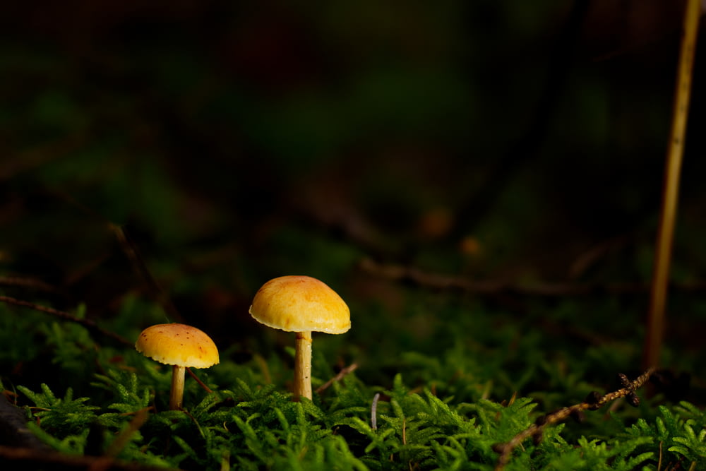 white and yellow mushroom