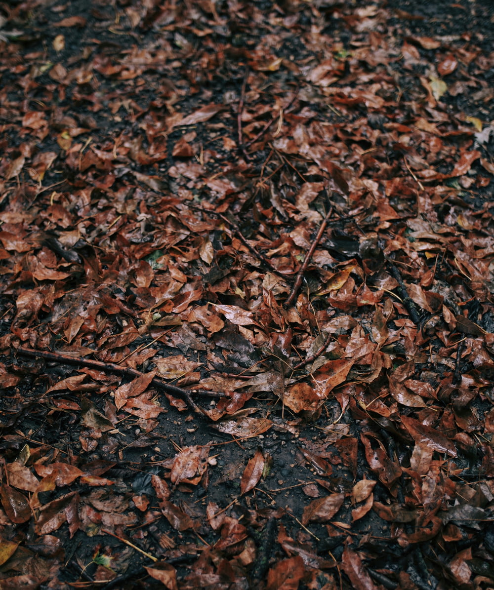 brown leaves on ground