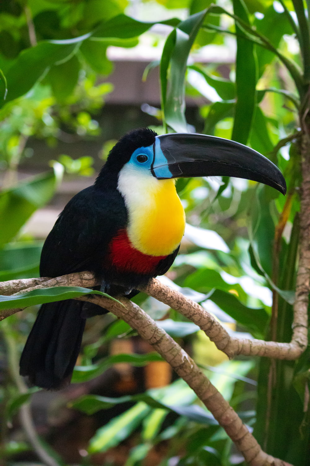teal, yellow, red, and black toucan perching on tree branch