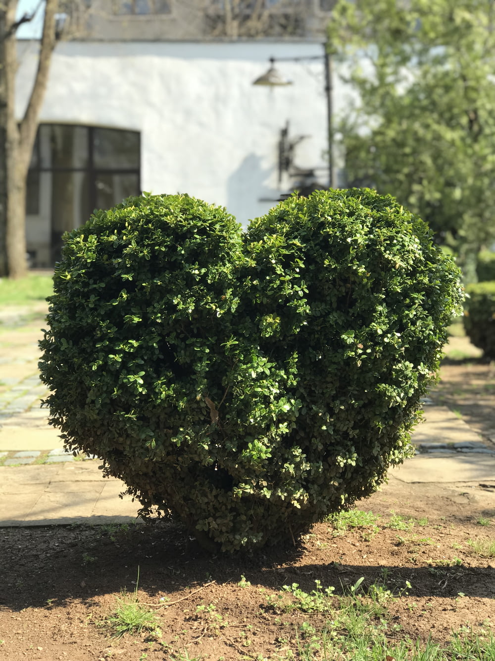 Seto verde en forma de corazón