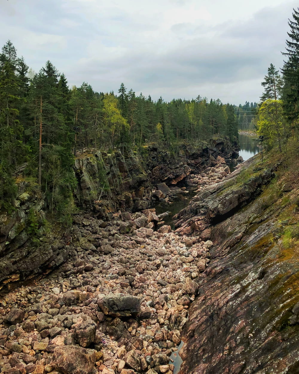 a rocky river runs through a forested area