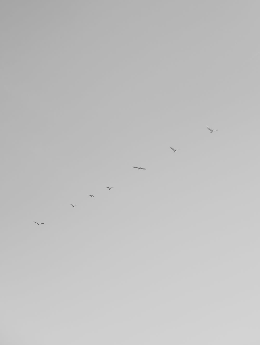 Ein Vogelschwarm, der durch einen grauen Himmel fliegt