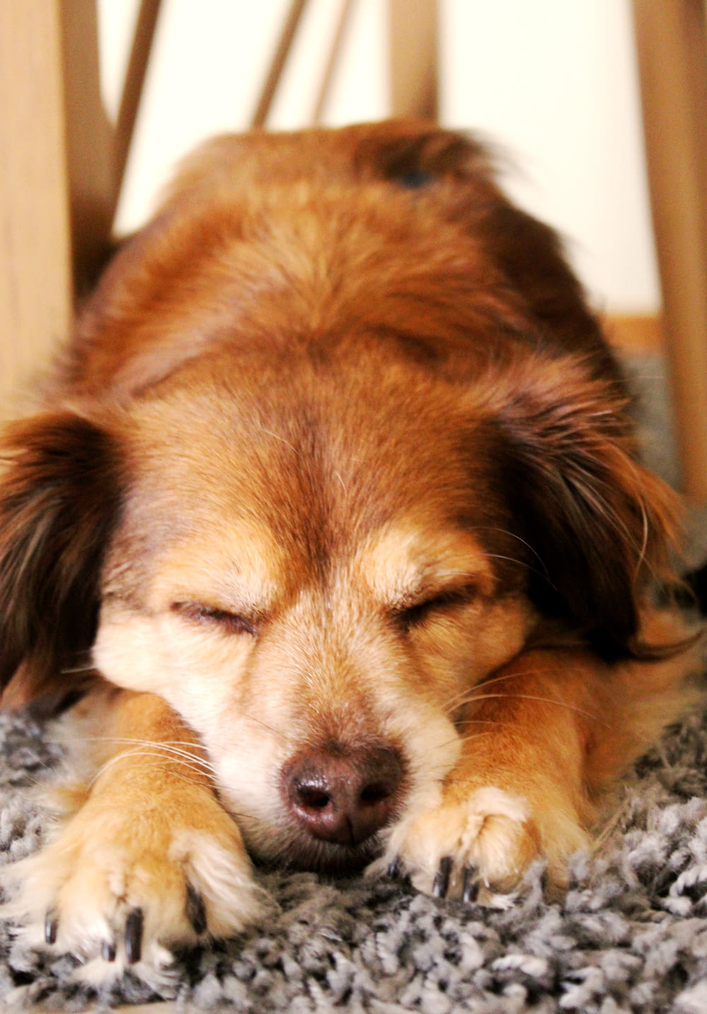 short-coated brown dog sleeping under a wooden chair
