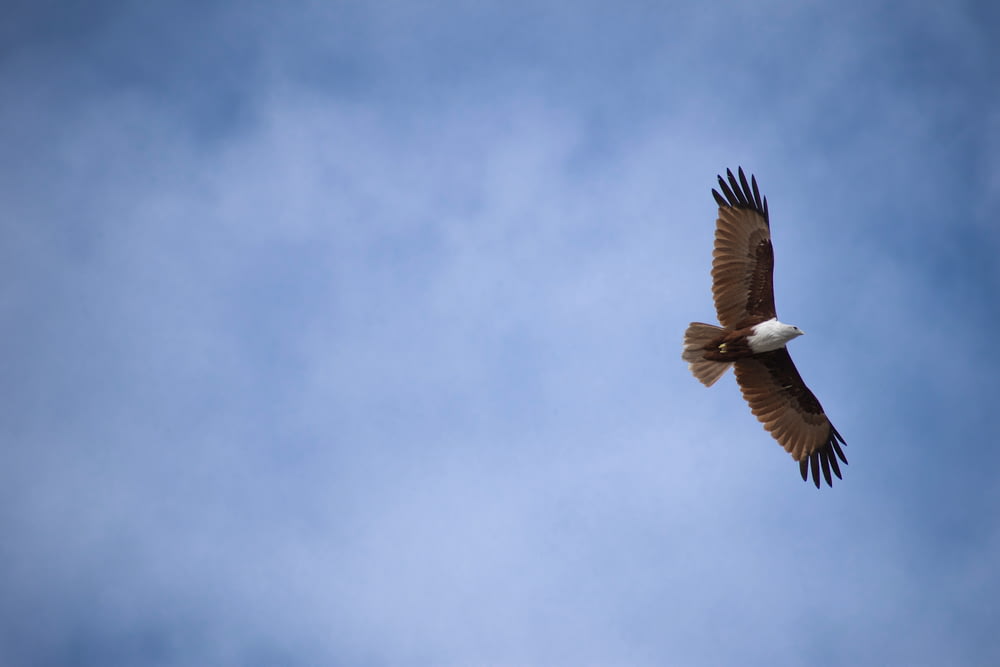 low-angle photography of white and brown eagle