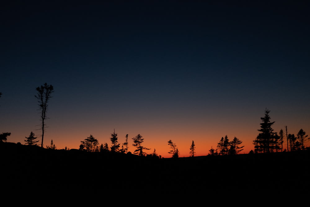 silhouette of trees during nighttime