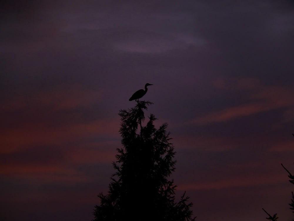 bird on the top of the tree