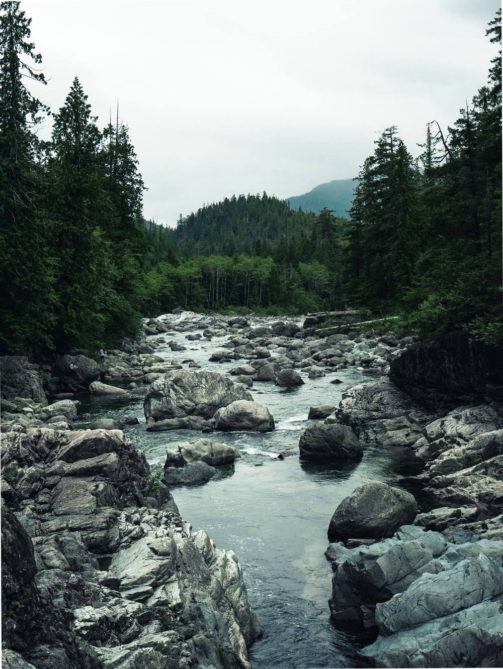 rocky river surrounded with trees