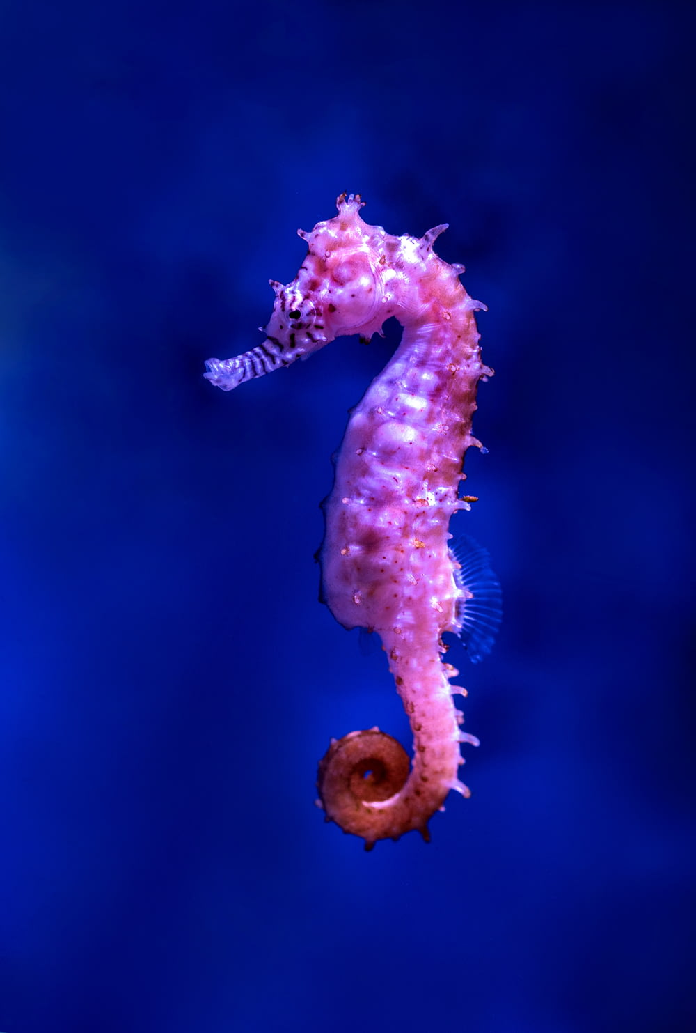 purple seahorse