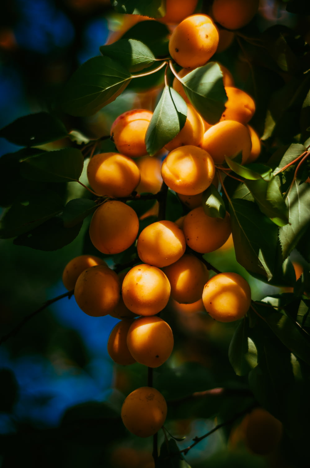 オレンジ色の果物の写真