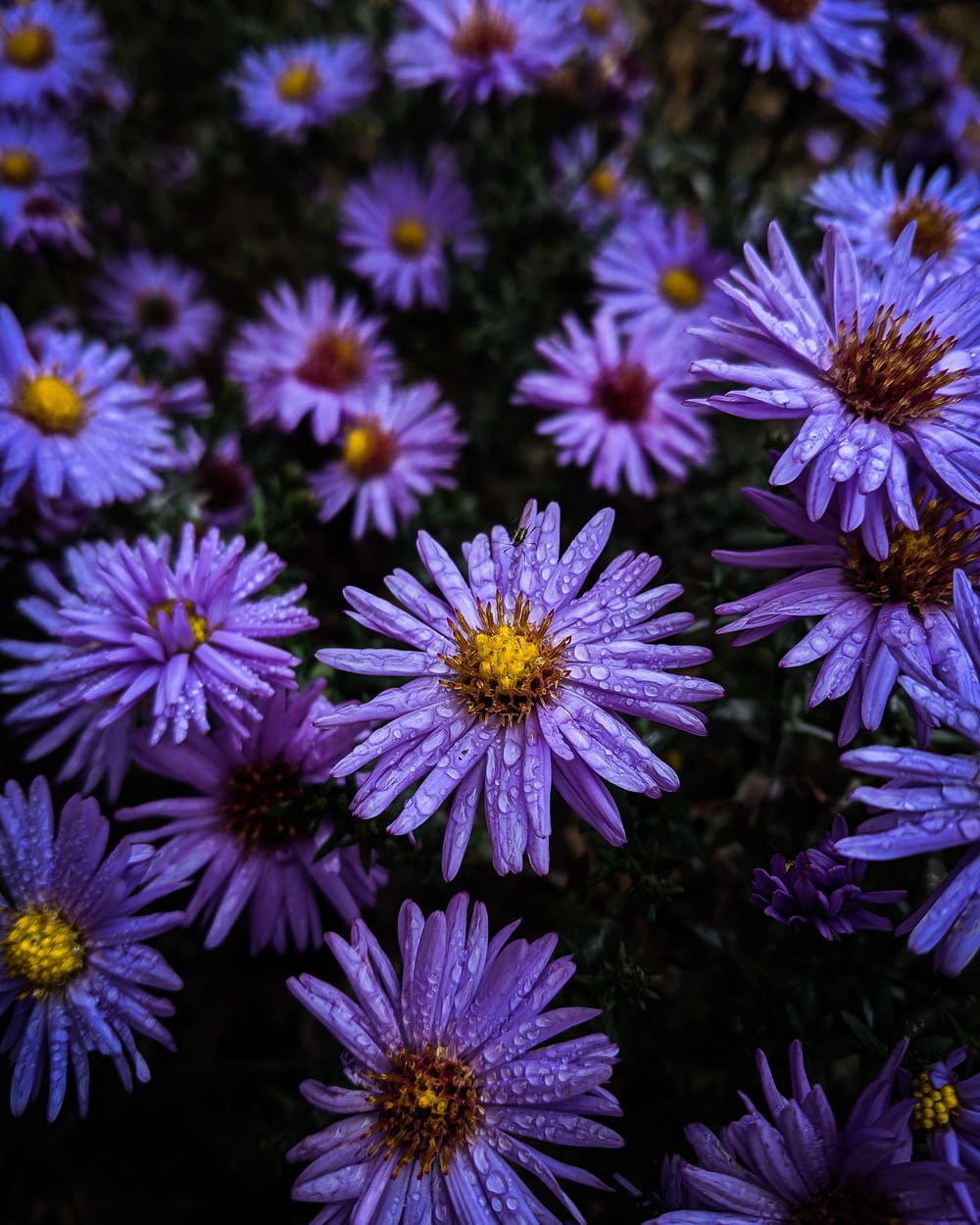 water dew on purple-petaled flowers
