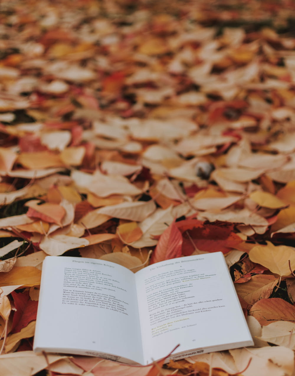 open book on a pile of orange leaves