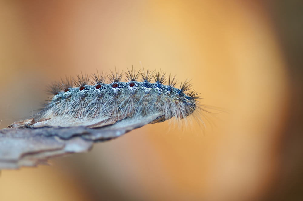 grey and blue caterpillar photograph