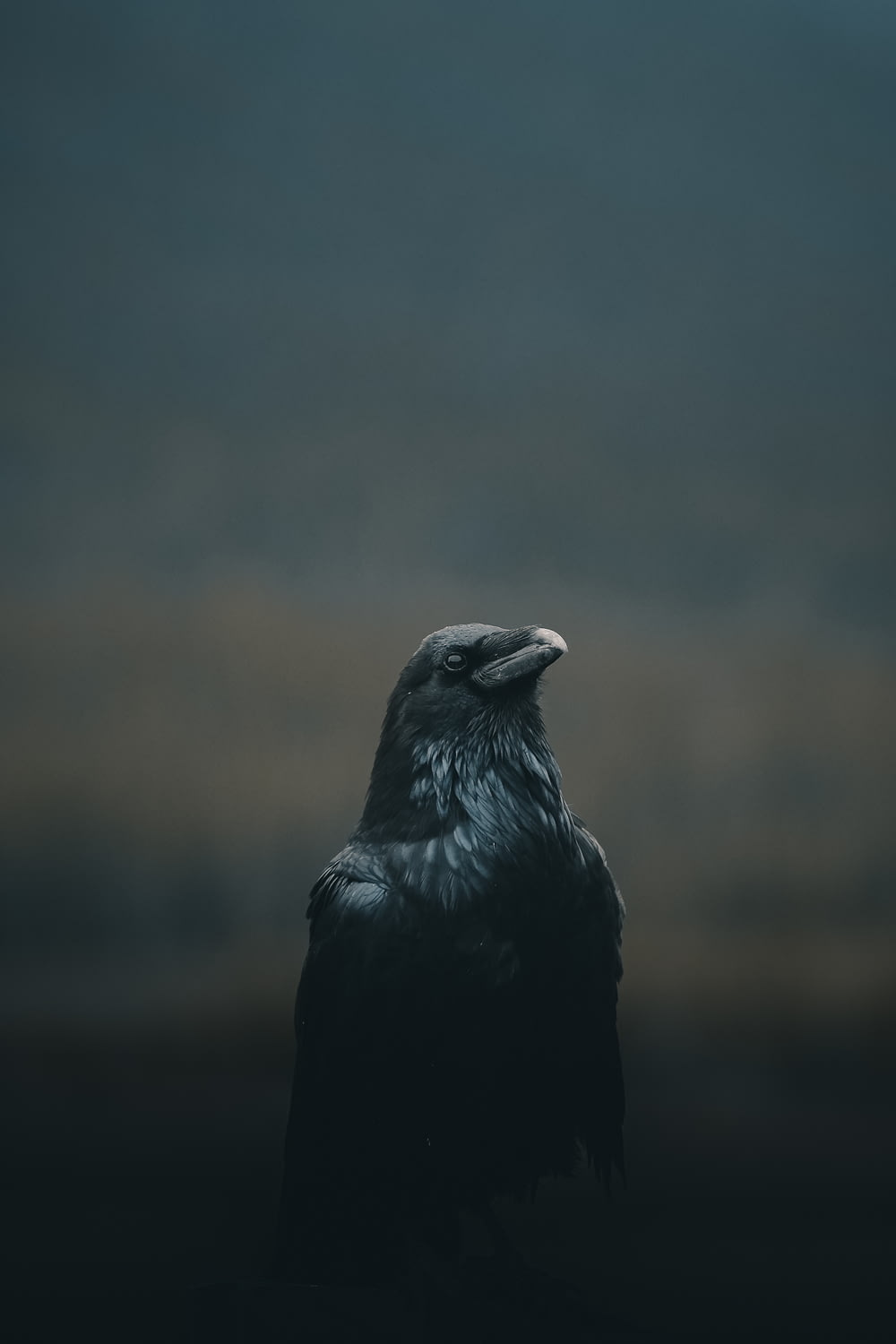 black bird close up photography