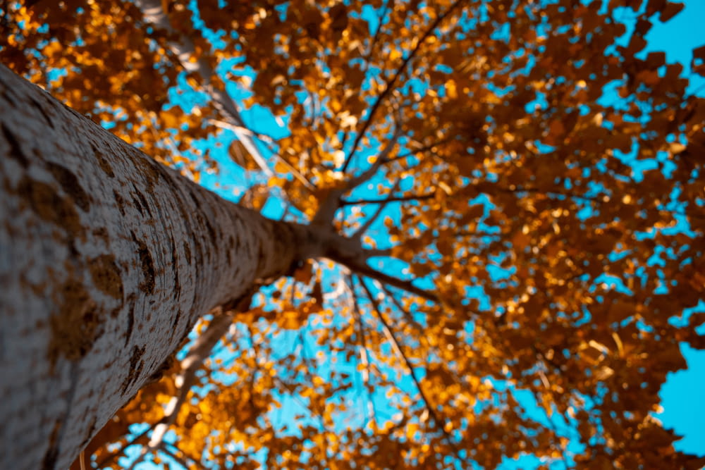 Photographie en contre-plongée d’un arbre à feuilles brunes