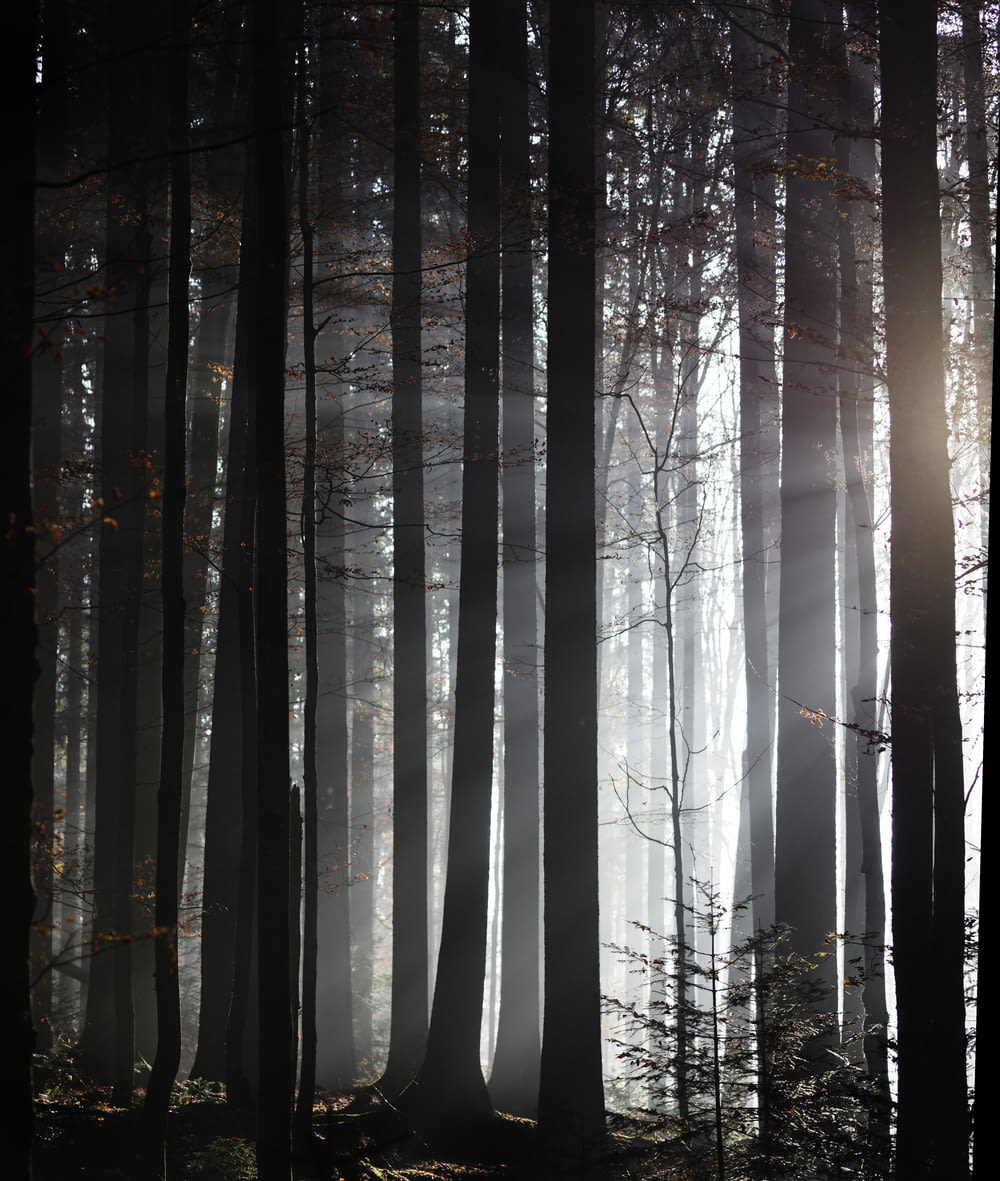 silhouette photography of forest trees