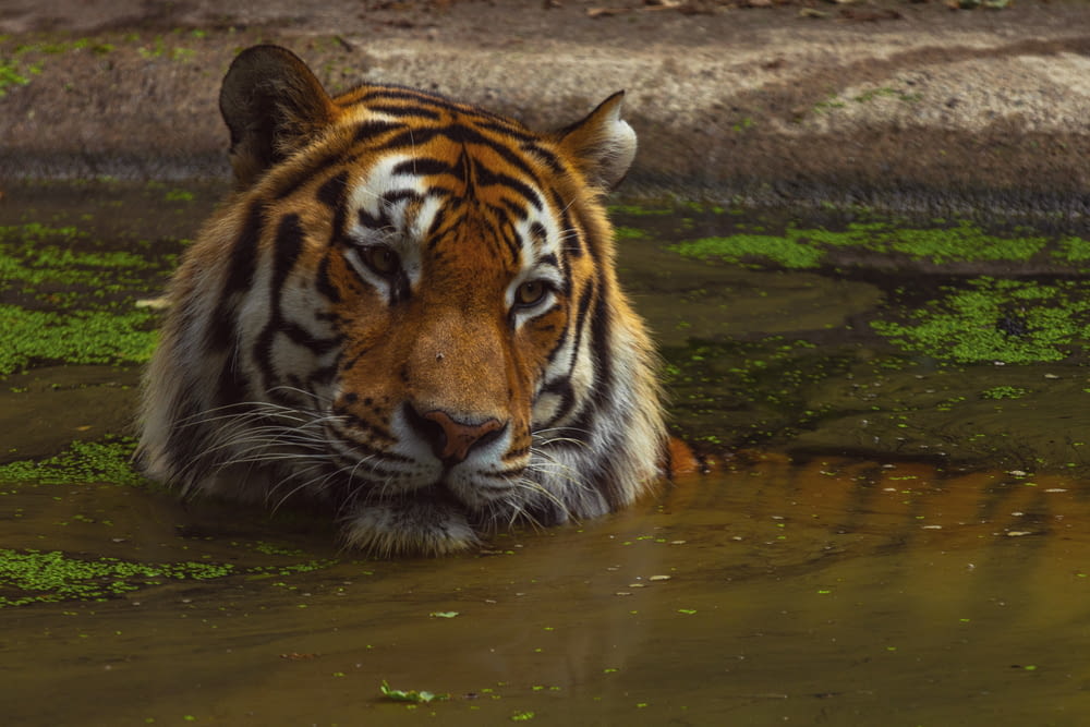 tiger photograph