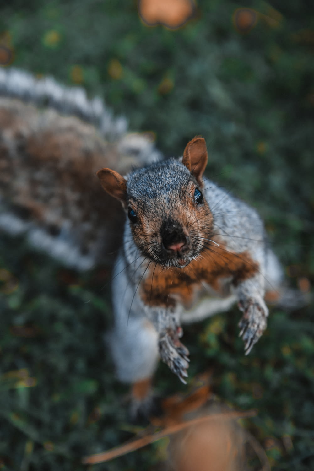 brown and gray squirrel