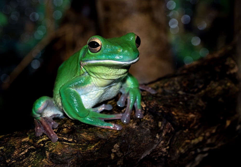 grüner Frosch auf brauner Oberfläche