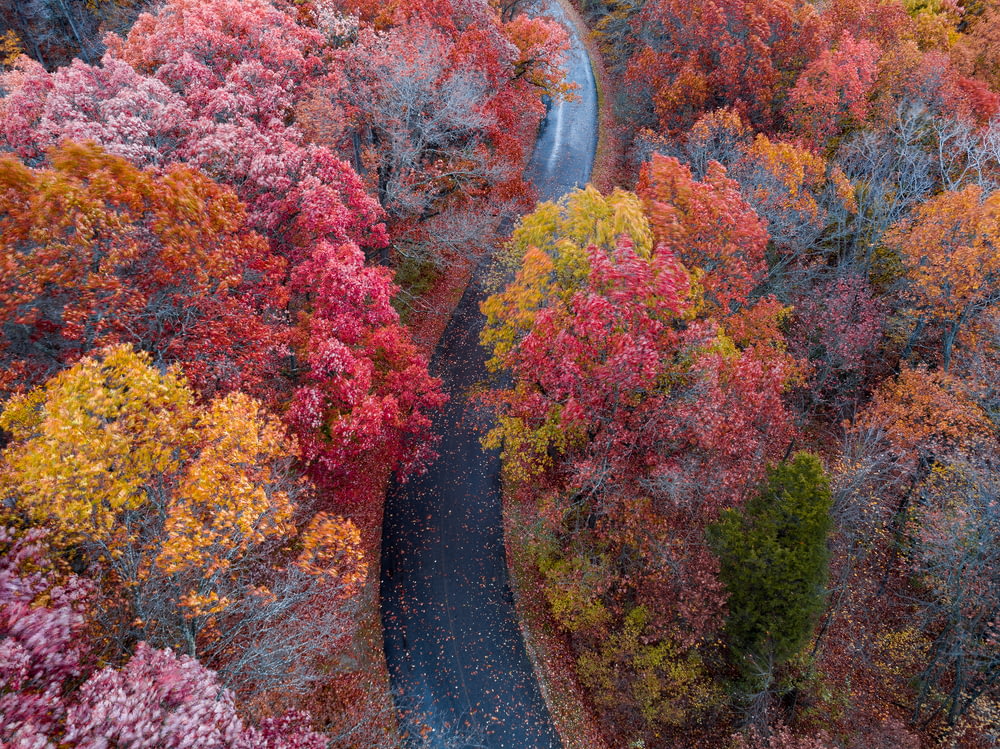 aerial photography of black road surrounded with yellow and red trees