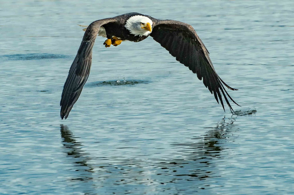 shallow focus photo of bald eagle flying under body of water
