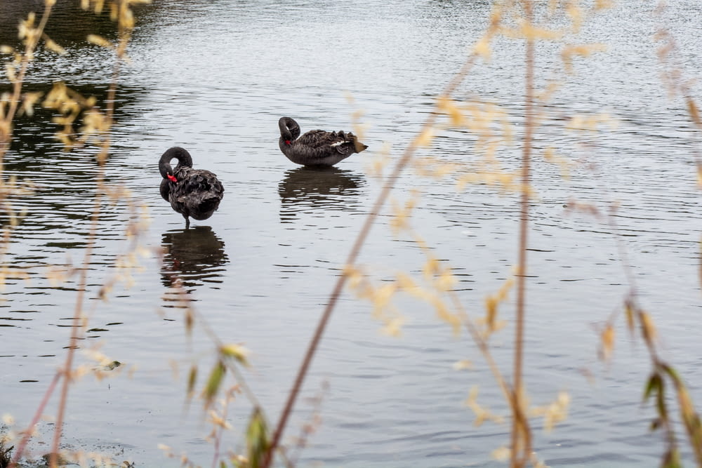 two black swans on body of water