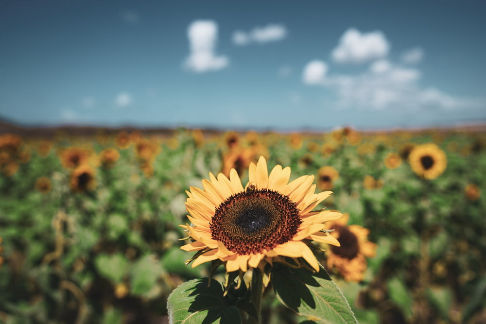 yellow sunflower screenshot