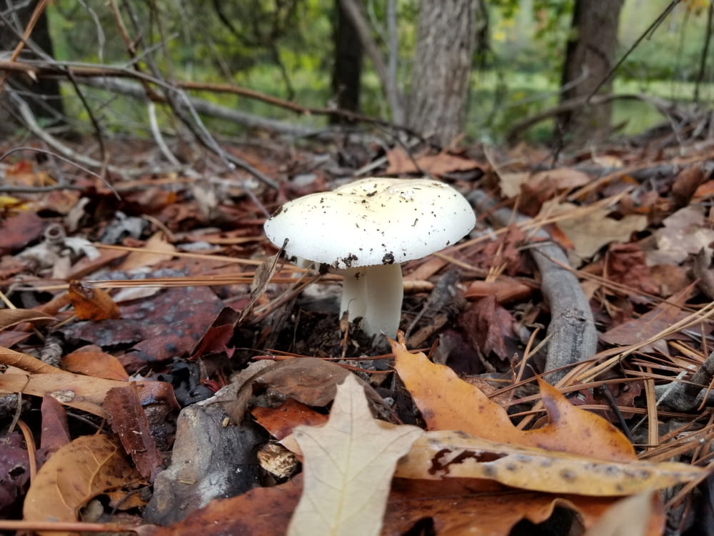 selective focus photography of white mushrooms surrounded by fallen leaves