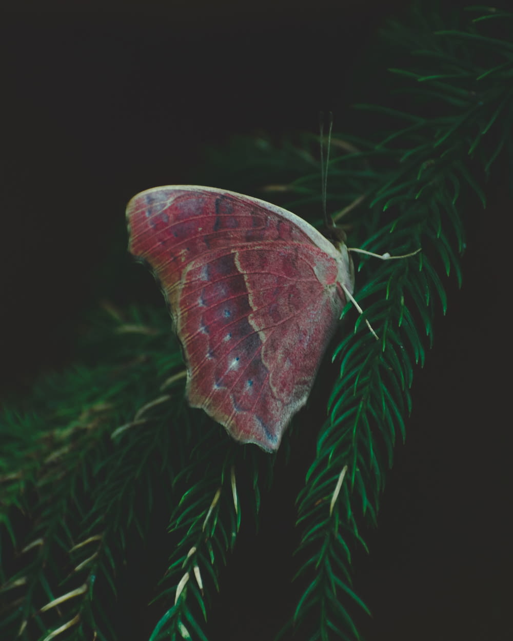 red and brown butterfly on green pine tree