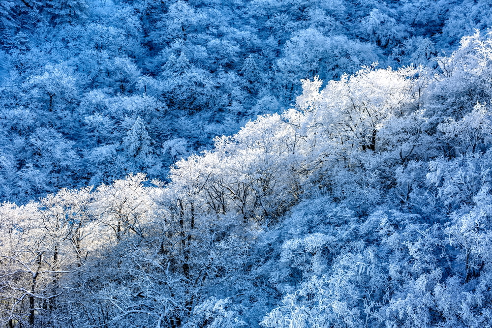 a group of trees covered in snow next to a forest