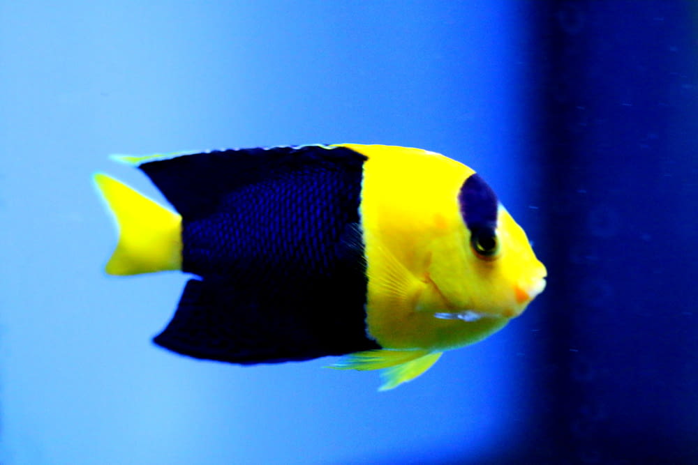 黄色と青の魚