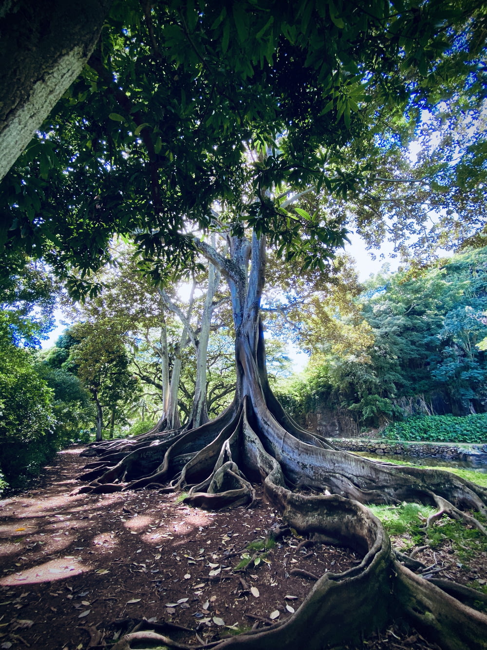 focus photo of tree