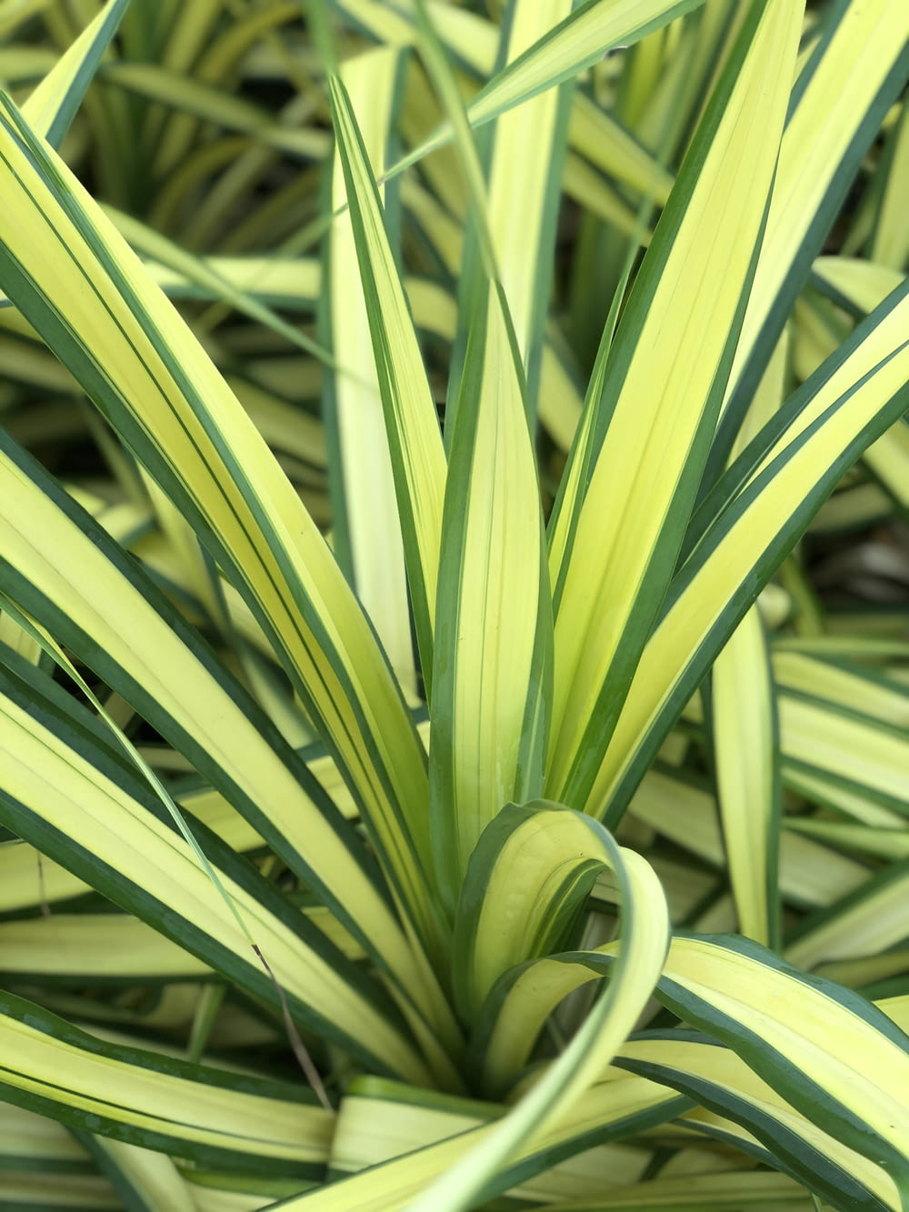 yellow and green leaf plant
