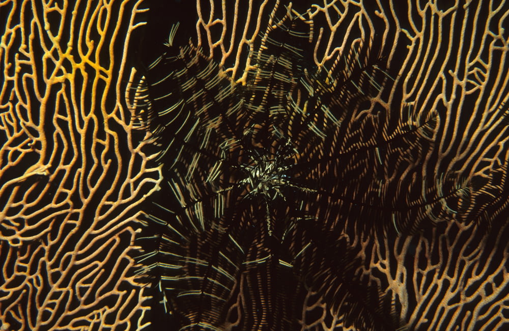a close up of a coral with a black background