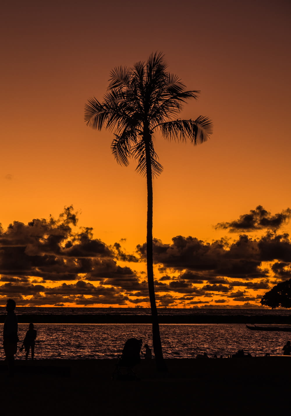 palm tree near beach during dusk