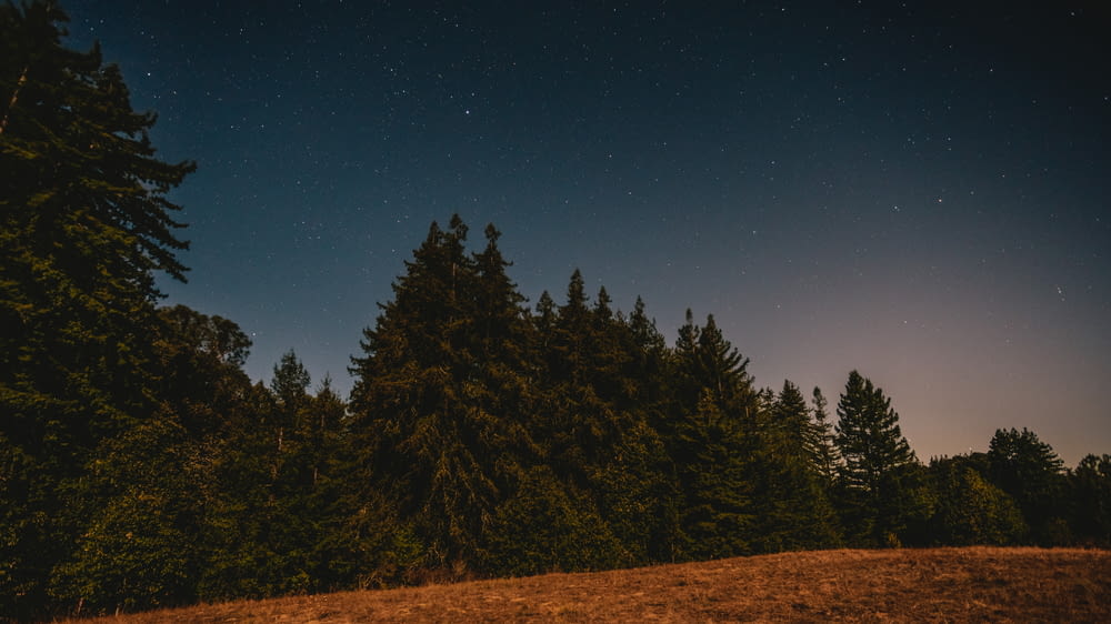 a field with trees and a sky full of stars