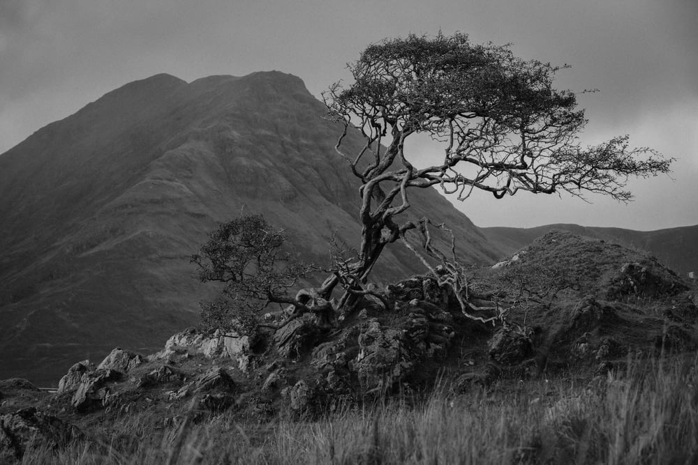 grayscale photo of tree and mountain