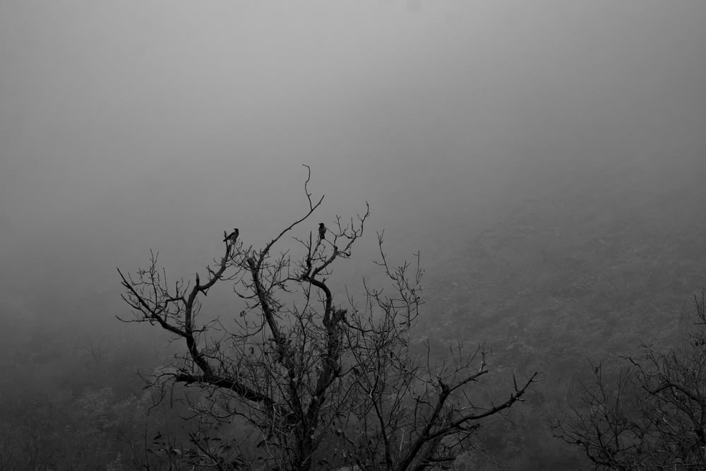 grayscale photo of bare tree