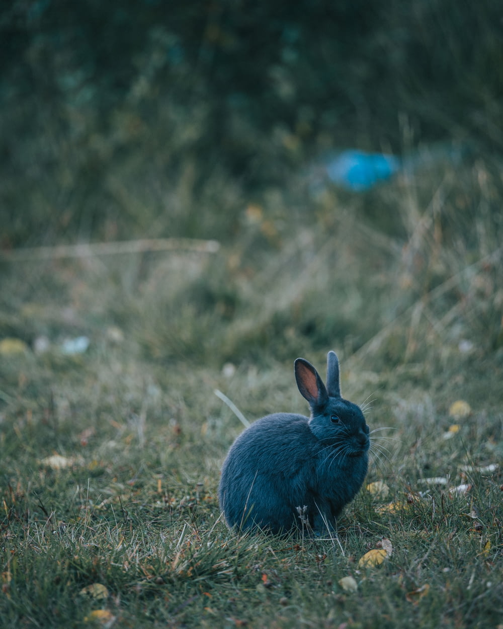 selective focus photography of gray rabbit on green grass