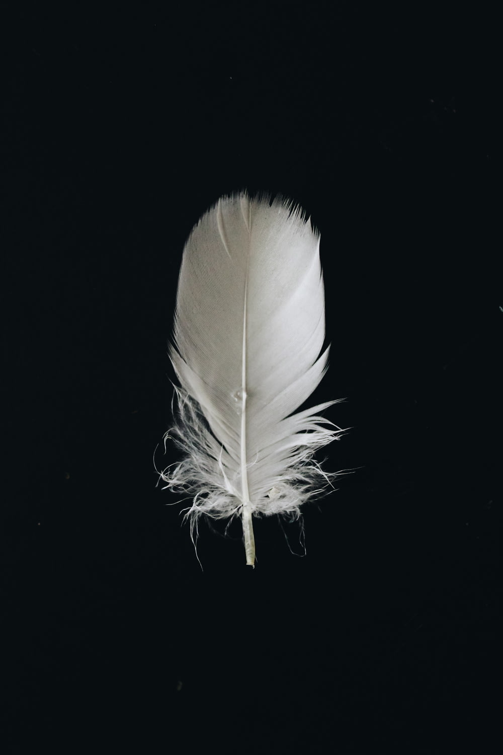 흰색 동물 깃털
