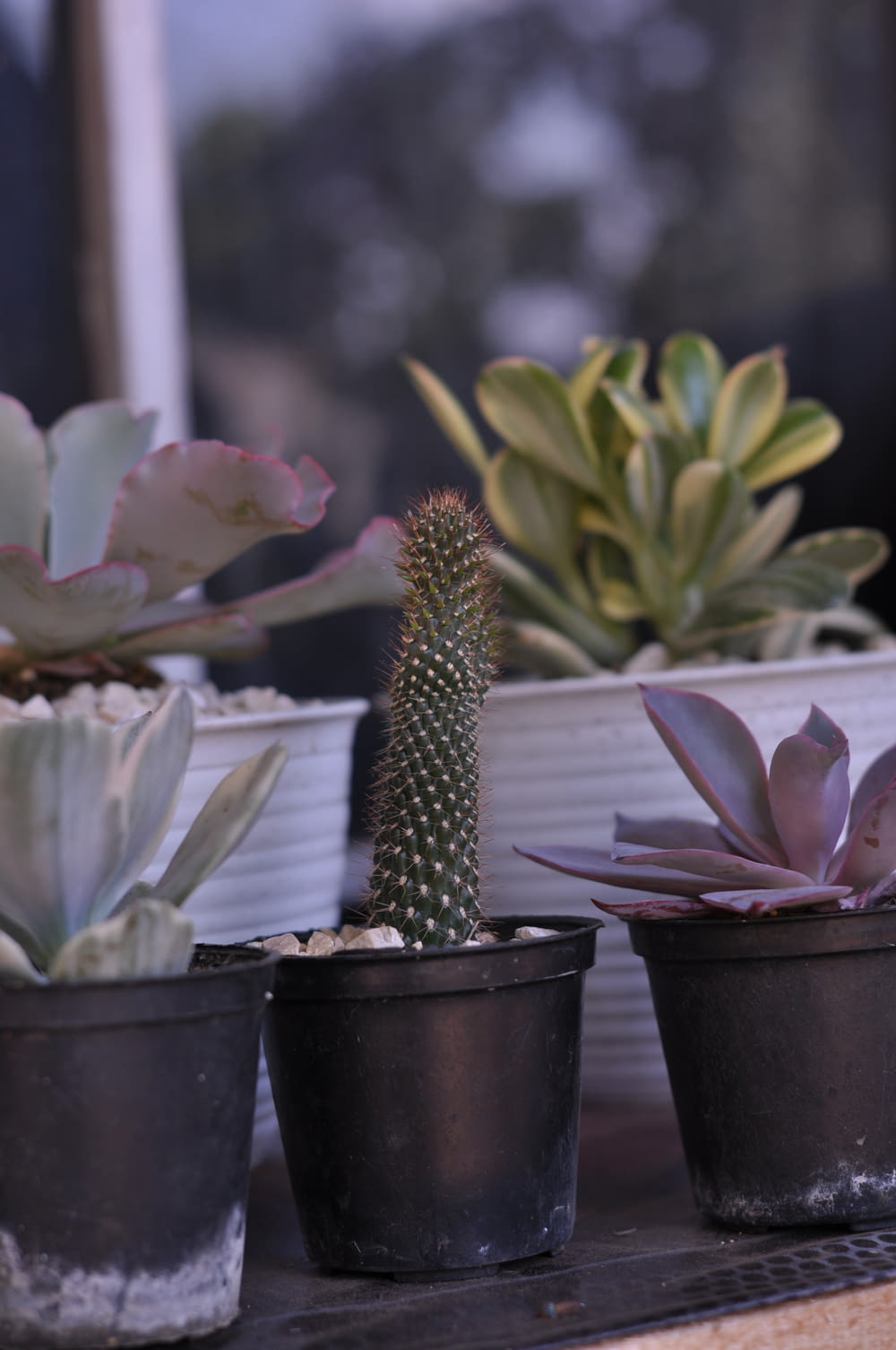 selective focus photography of green cactus and succulents