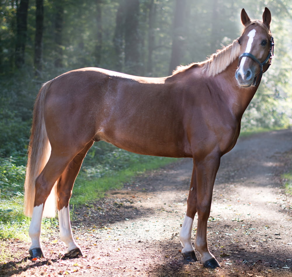 closeup photo of brown horse standing surrounded with trees