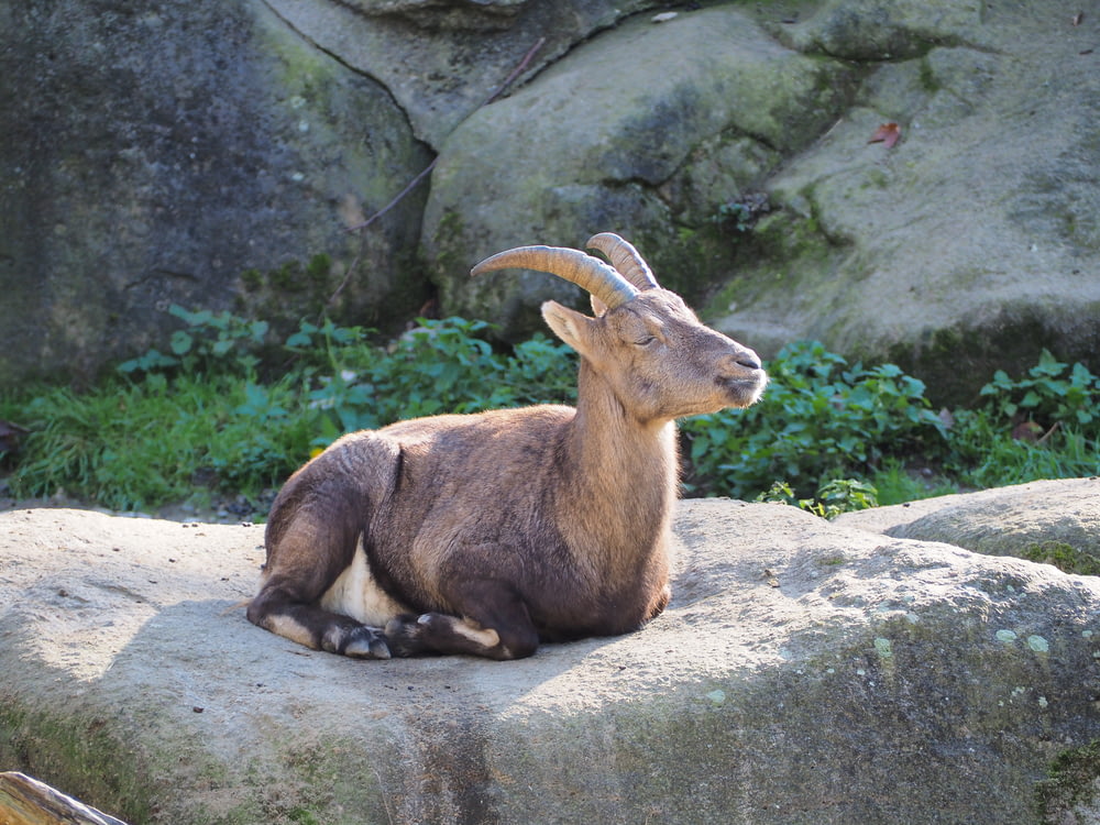 brown goat on gray rock