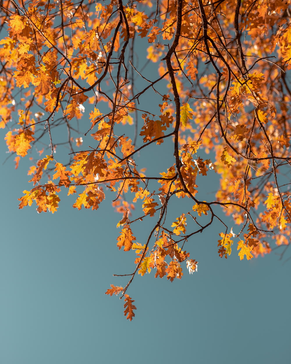 macro photography of orange leaf tree