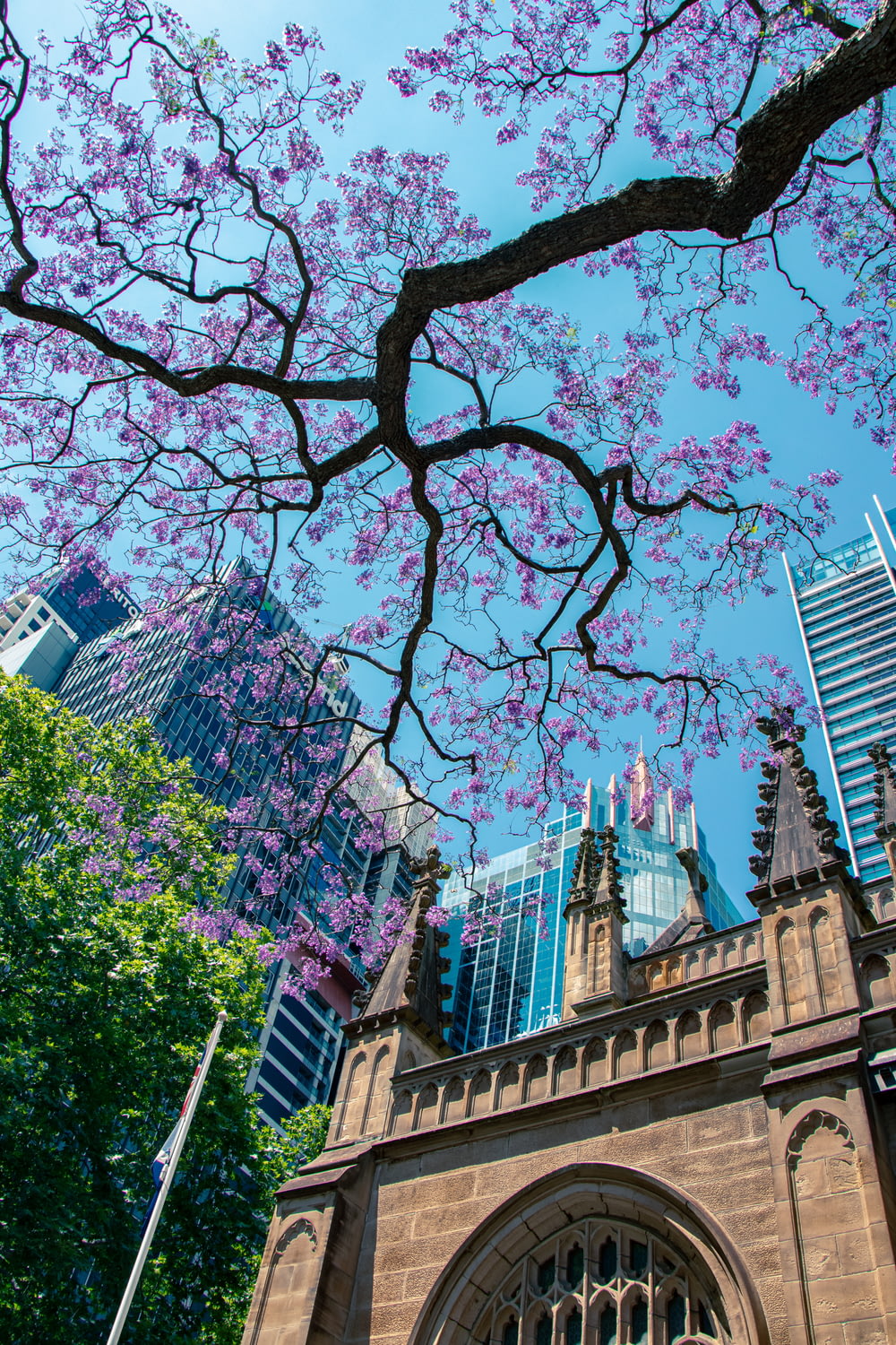 low-angle photography of purple flowering tree outside a building