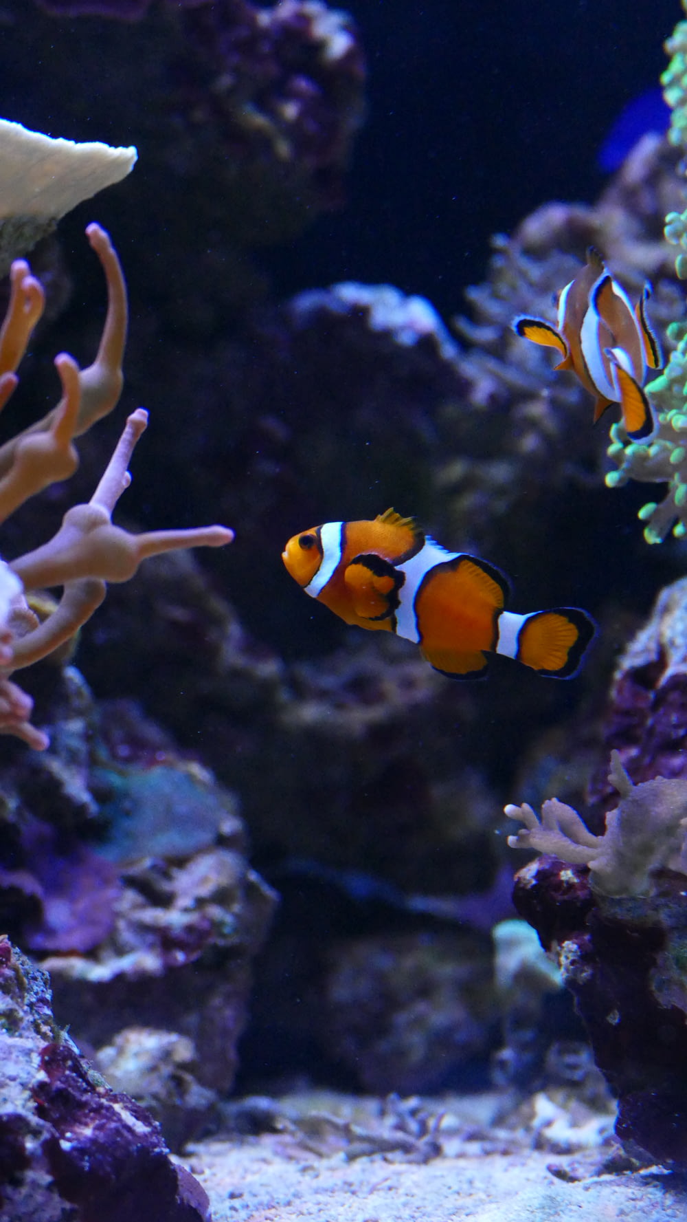 clown fishes underwater